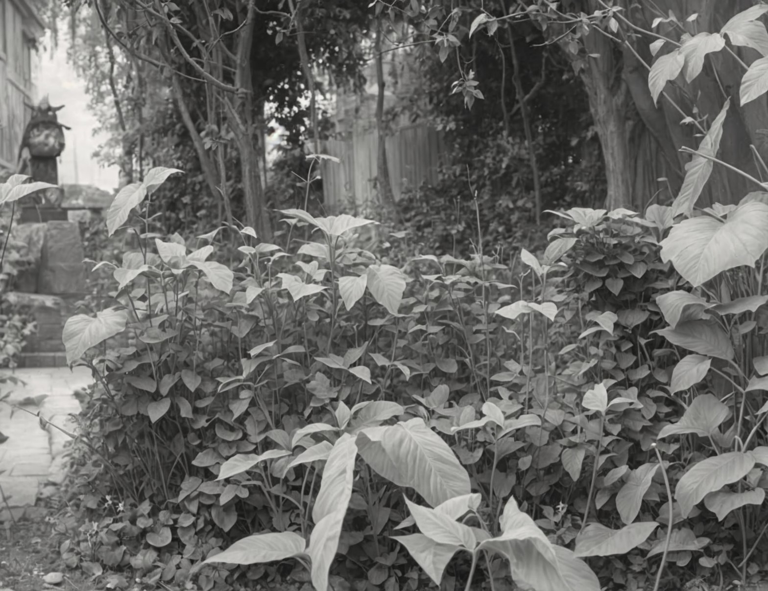 Black and White Garden Scene with Leafy Plants