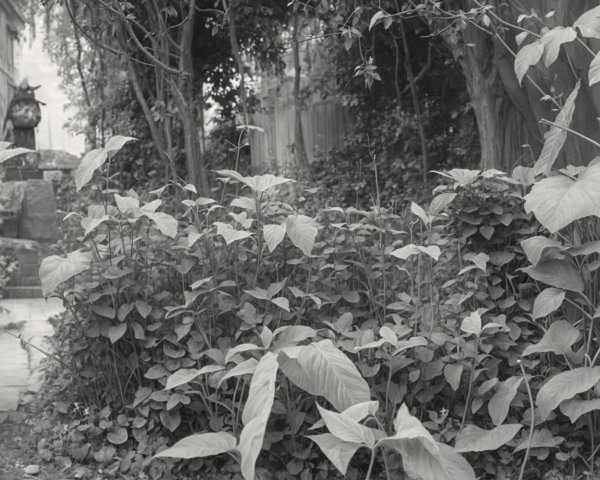 Black and White Garden Scene with Leafy Plants