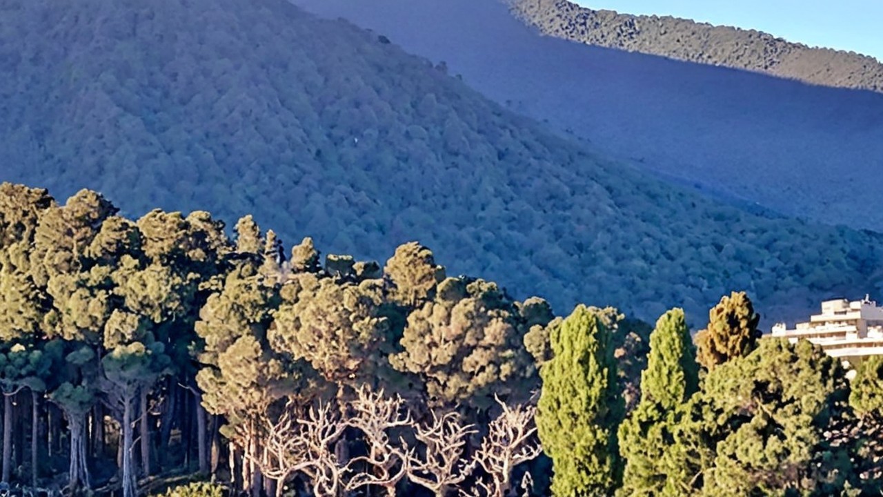 Lush Green Forest at Mountain Base with Sunlit Hills