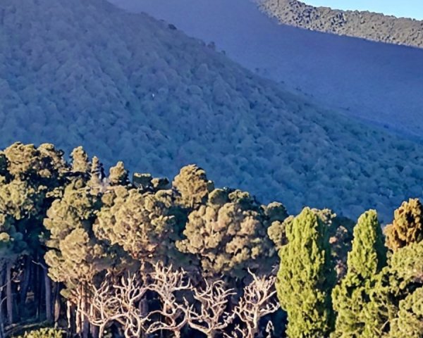 Lush Green Forest at Mountain Base with Sunlit Hills