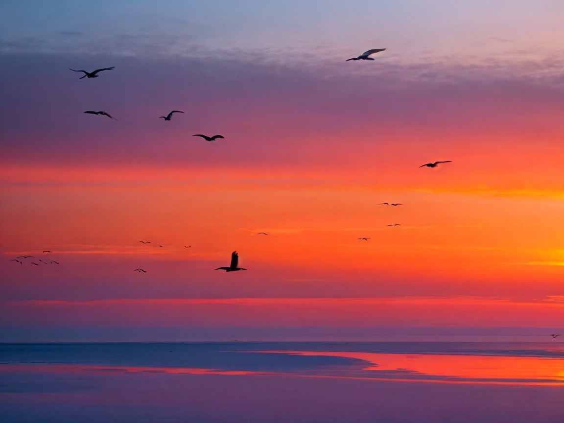 Serene Sunset Over Calm Waters with Bird Silhouettes