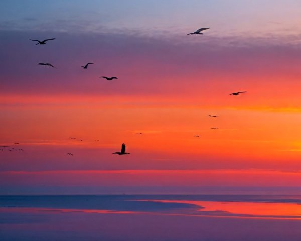 Serene Sunset Over Calm Waters with Bird Silhouettes