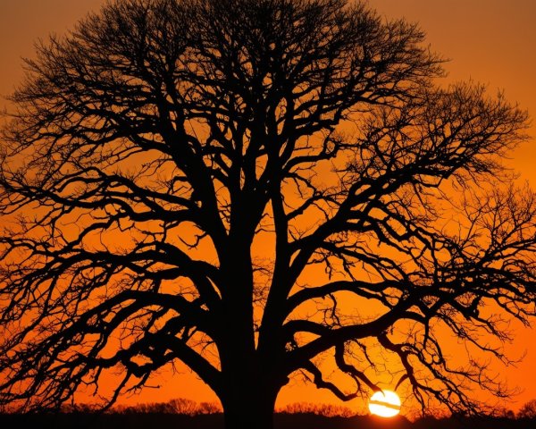 Tree Silhouette Against Vibrant Orange Sunset