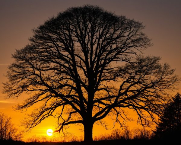 Silhouette of a Bare Tree Against a Vibrant Sunset
