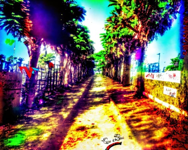 Vibrant Palm Tree Pathway in Bright Colors