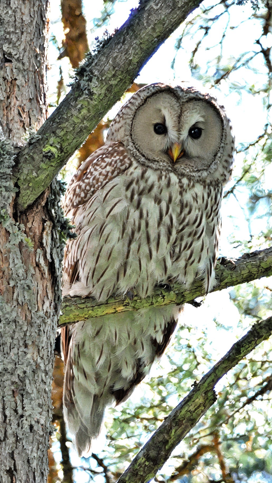 Barred Owl Perched in Woodland with Striped Plumage