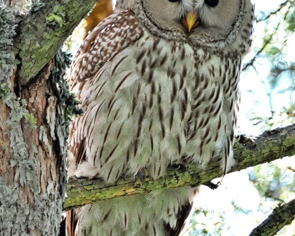 Barred Owl Perched in Woodland with Striped Plumage