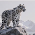 Snow Leopard on Rocky Outcrop in Mountain Landscape