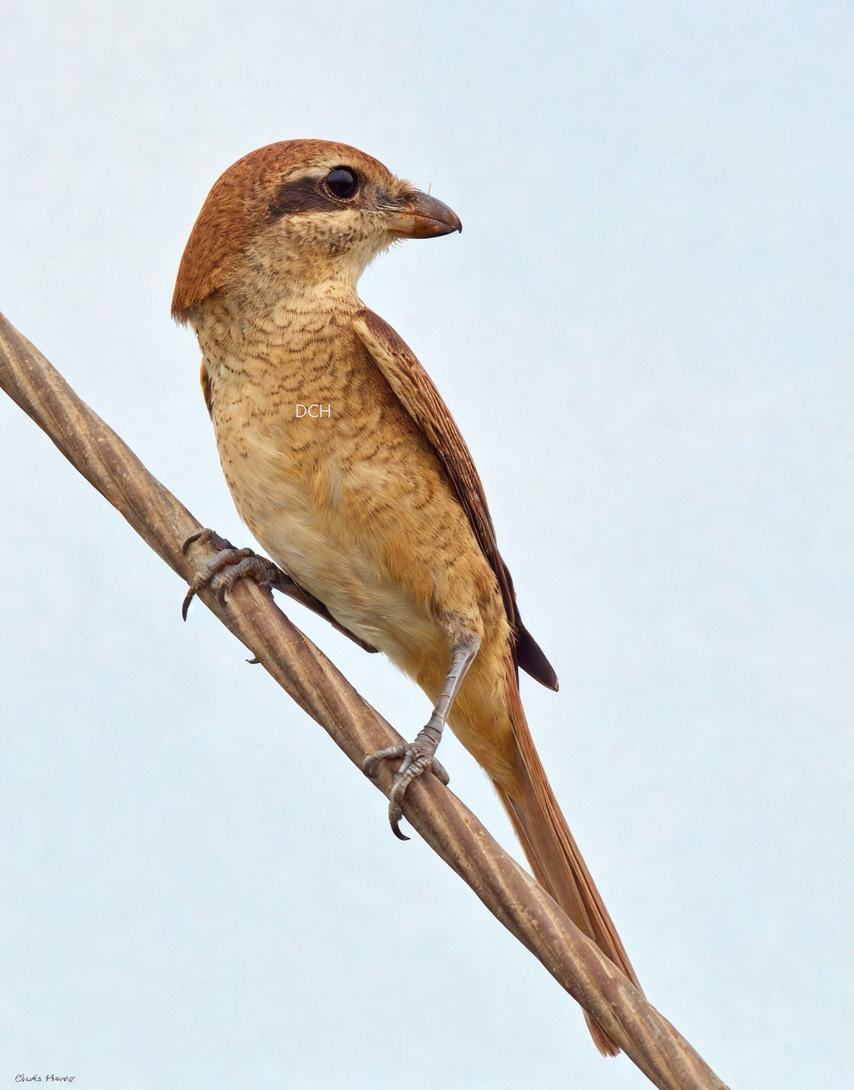 Brown Shrike Perched on Branch Against Pale Blue Background