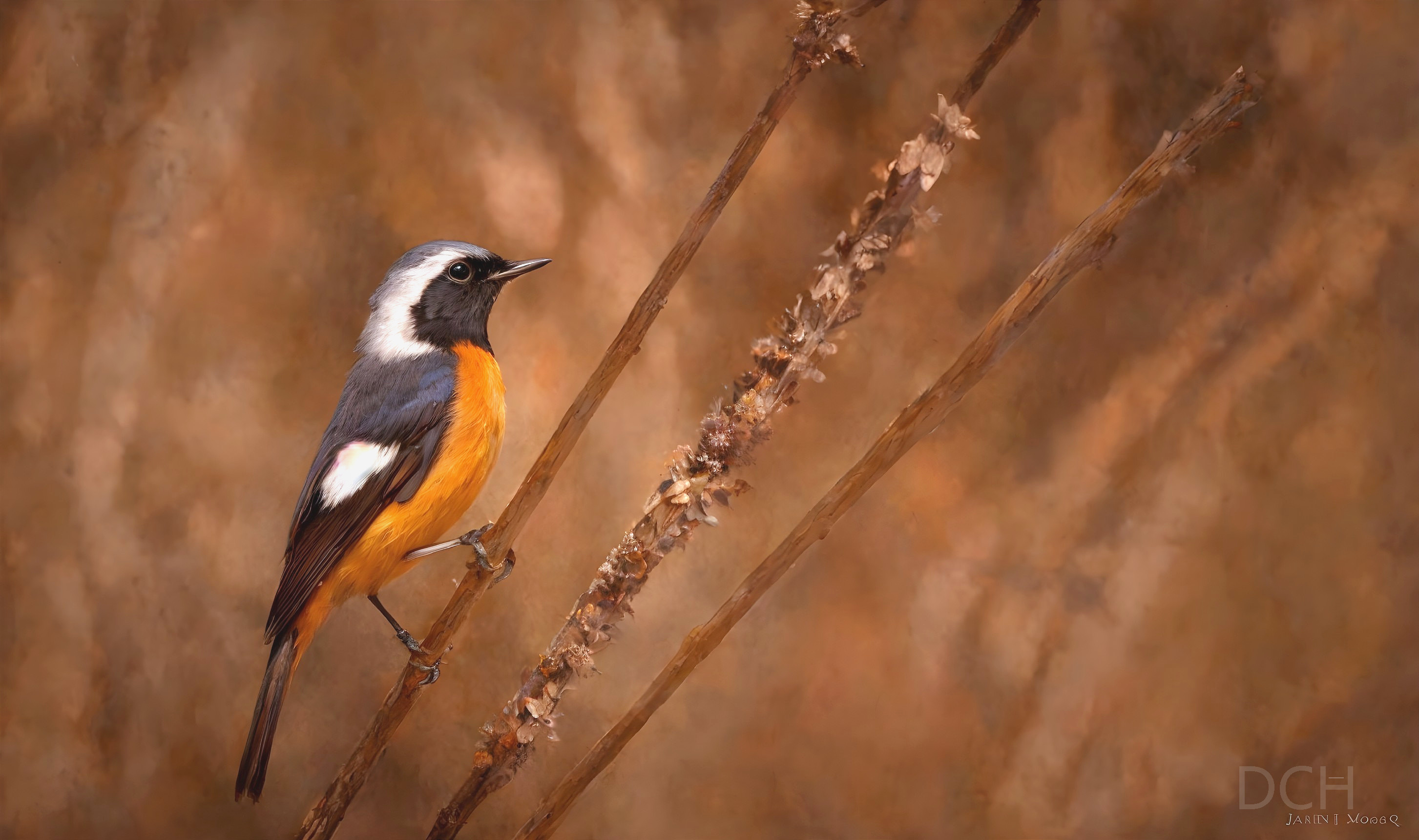 Colorful Bird with Black, White, and Orange Plumage on Branch