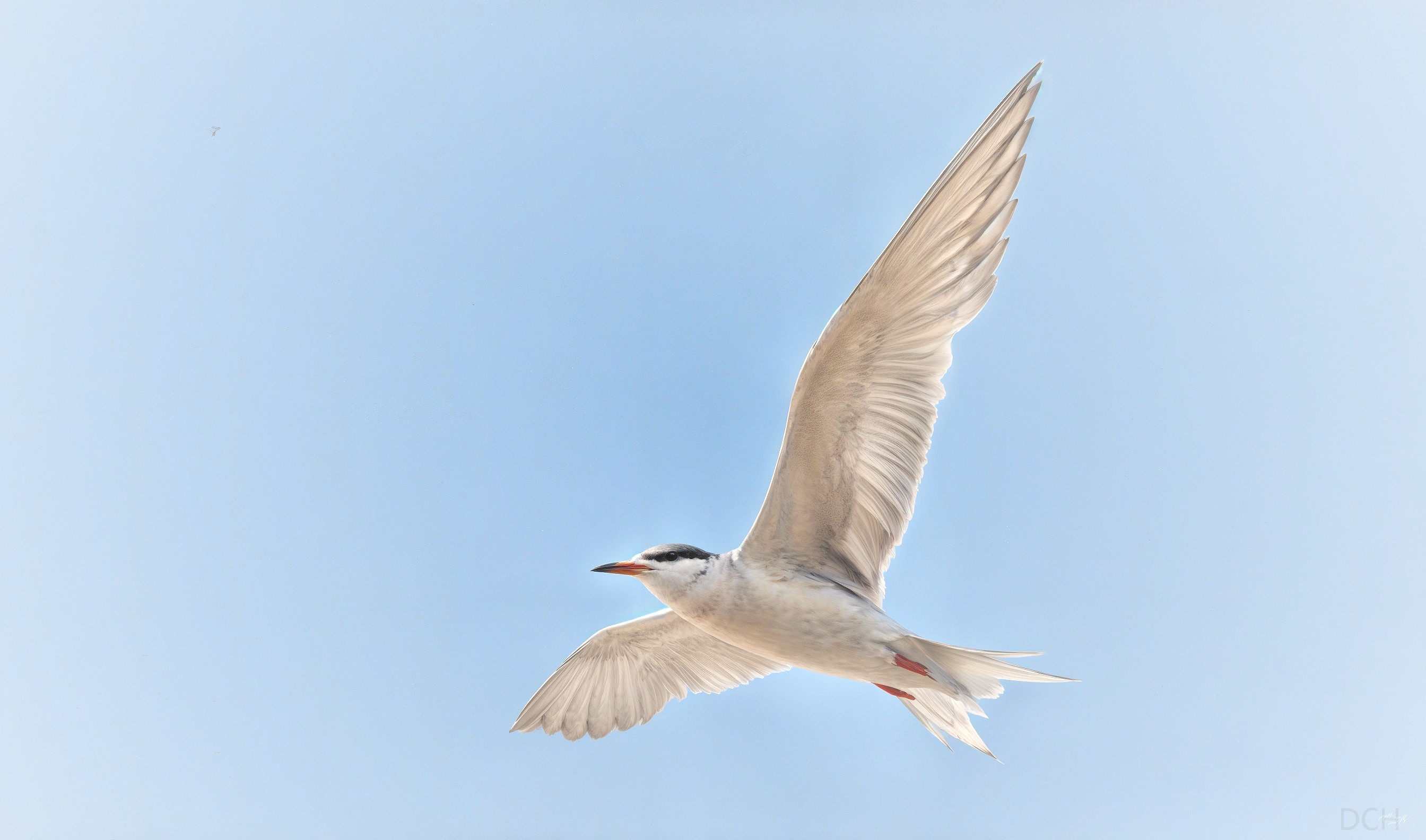 Bird in Flight Against a Clear Blue Sky