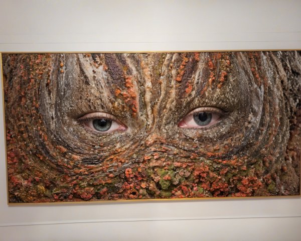 Close-up of Blue Eyes Behind Textured Natural Surface