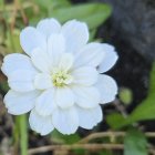 Realistic White Flower with Luminous Petals and Leaves