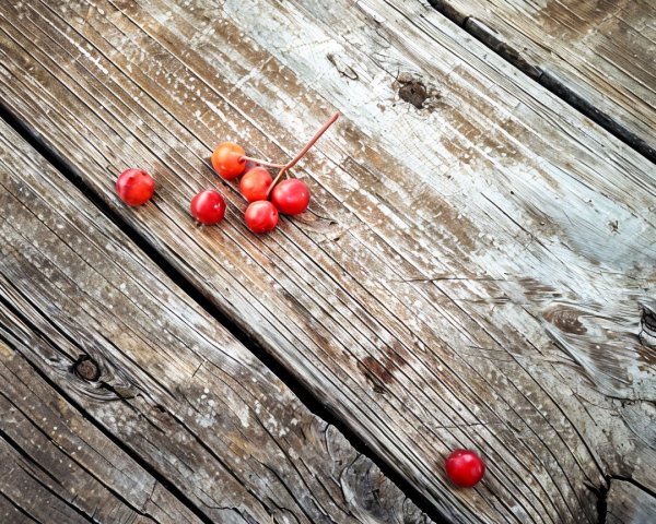 Vibrant Red and Orange Berries on Weathered Wood