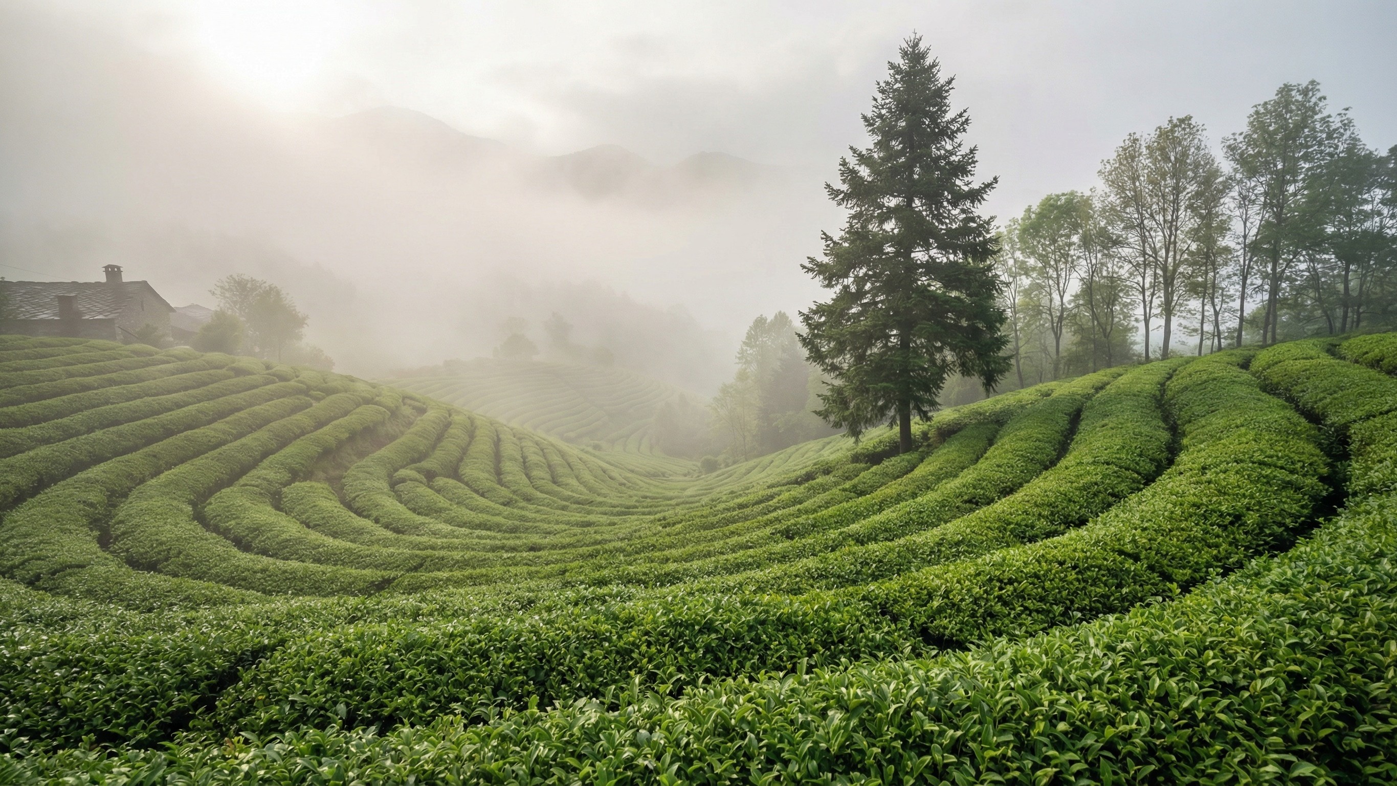 Morning Green Tea Plantation in Foggy Mountain Landscape
