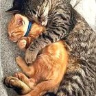 Self-Portrait of a Man with Red Beard and Blue Eyes