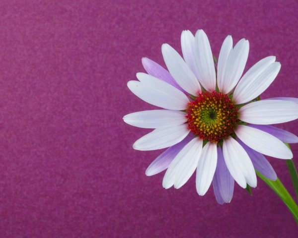 Pale Purple Flower with Yellow-Green Center on Purple