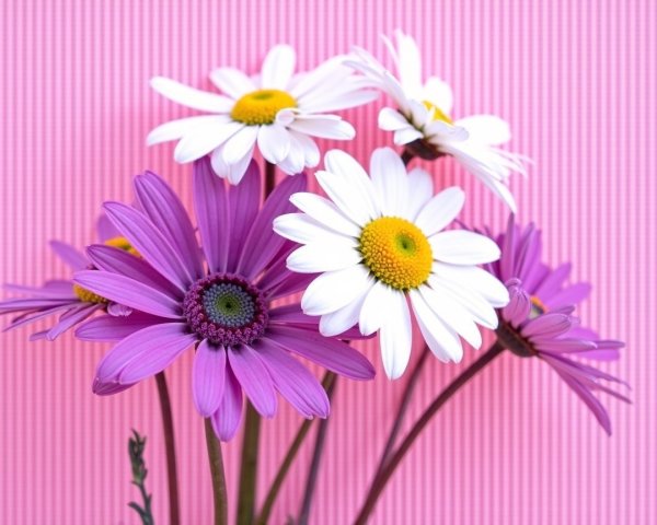 Vibrant bouquet of white and purple daisies on pink stripes