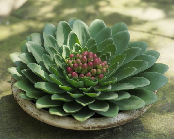 Lush Green Succulent in Rustic Shallow Pot