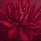 Close-Up of Striking Blue Eyes with Red Background