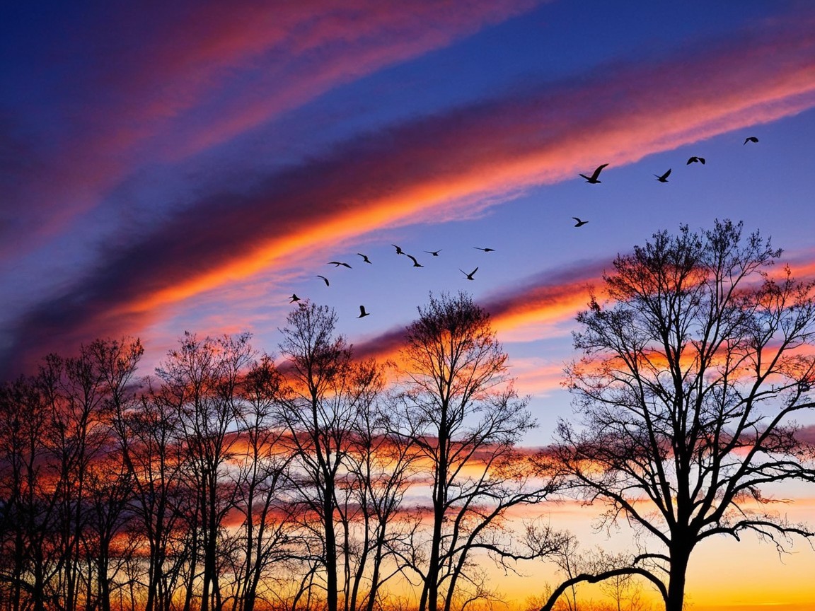 Vibrant Sunset with Silhouetted Trees and Birds