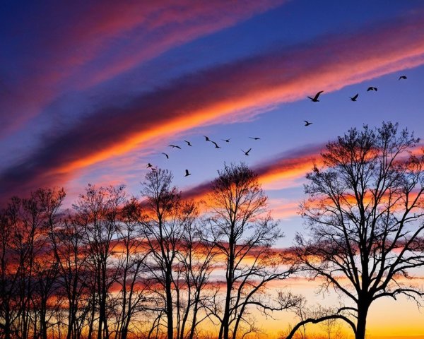 Vibrant Sunset with Silhouetted Trees and Birds