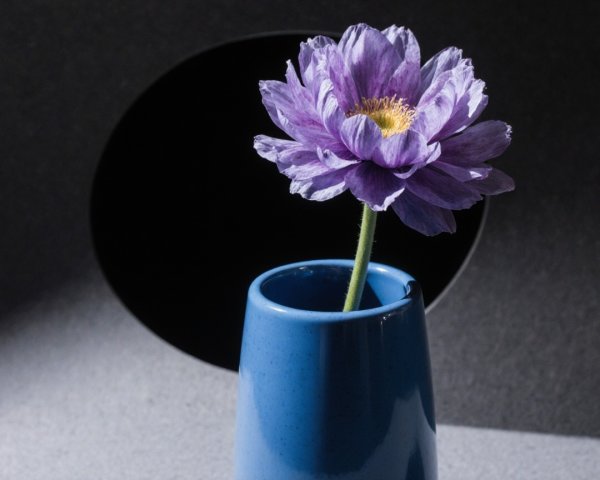 Purple Flower in Glossy Blue Vase with Dramatic Background