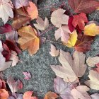 Detailed Turkey Surrounded by Vibrant Autumn Leaves