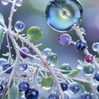 Close-Up of Dew-Covered Blueberry Branches