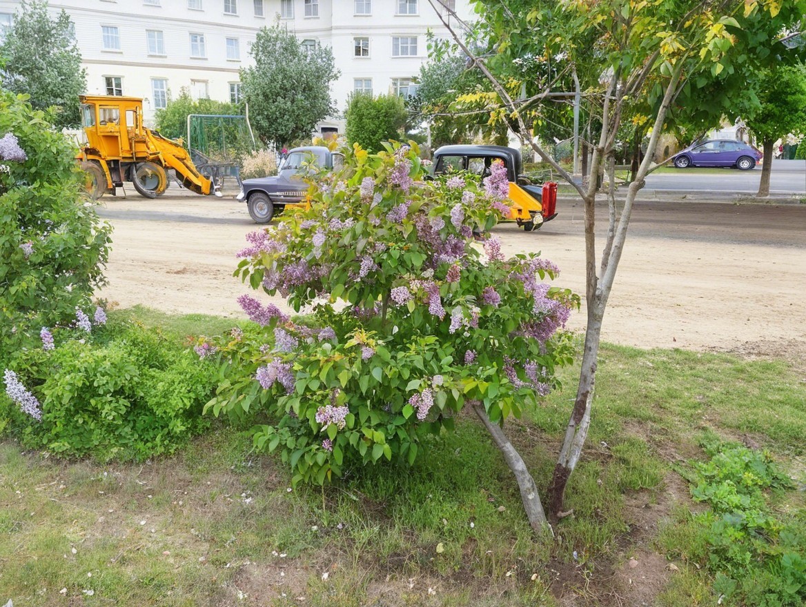 Vibrant Lilac Bush with Purple Flowers and Serenity