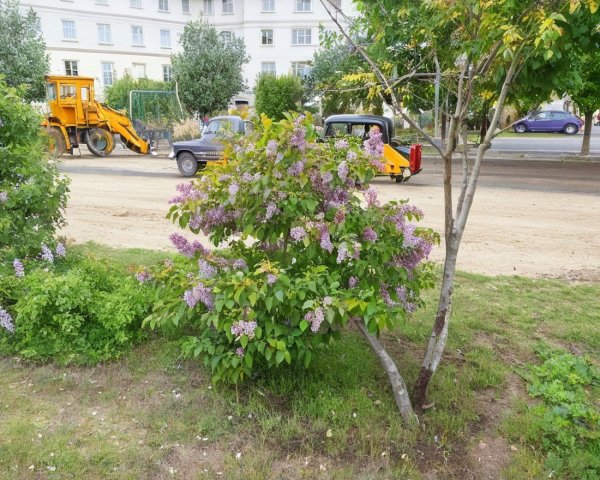 Vibrant Lilac Bush with Purple Flowers and Serenity