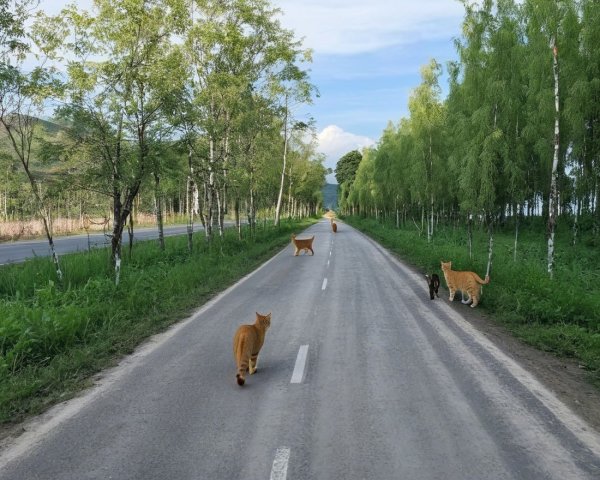 Tranquil countryside road with cats and greenery