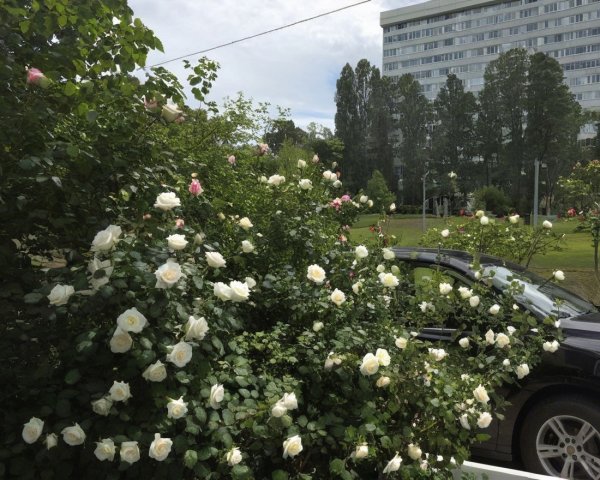 Lush garden with white and pink roses near modern building