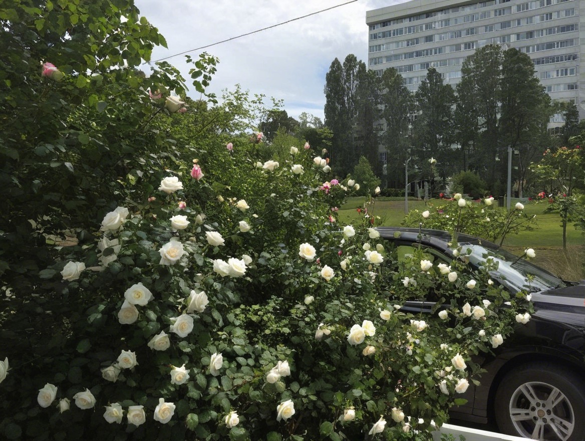Lush garden with white and pink roses near modern building