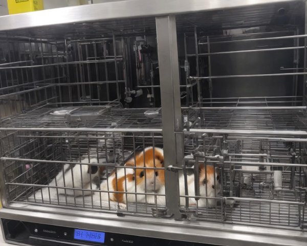 Metal Enclosure with Fluffy Orange and White Animals