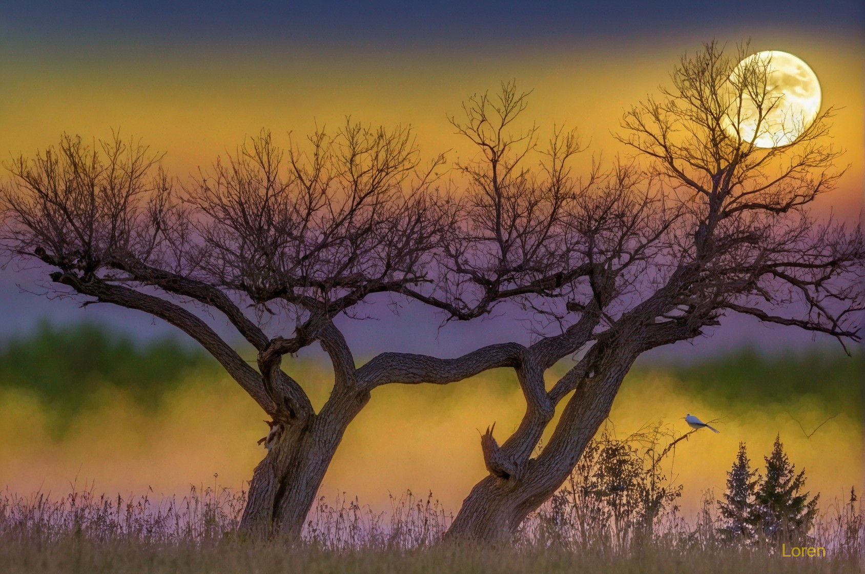 Gnarled Trees and Twilight Sky with Full Moon