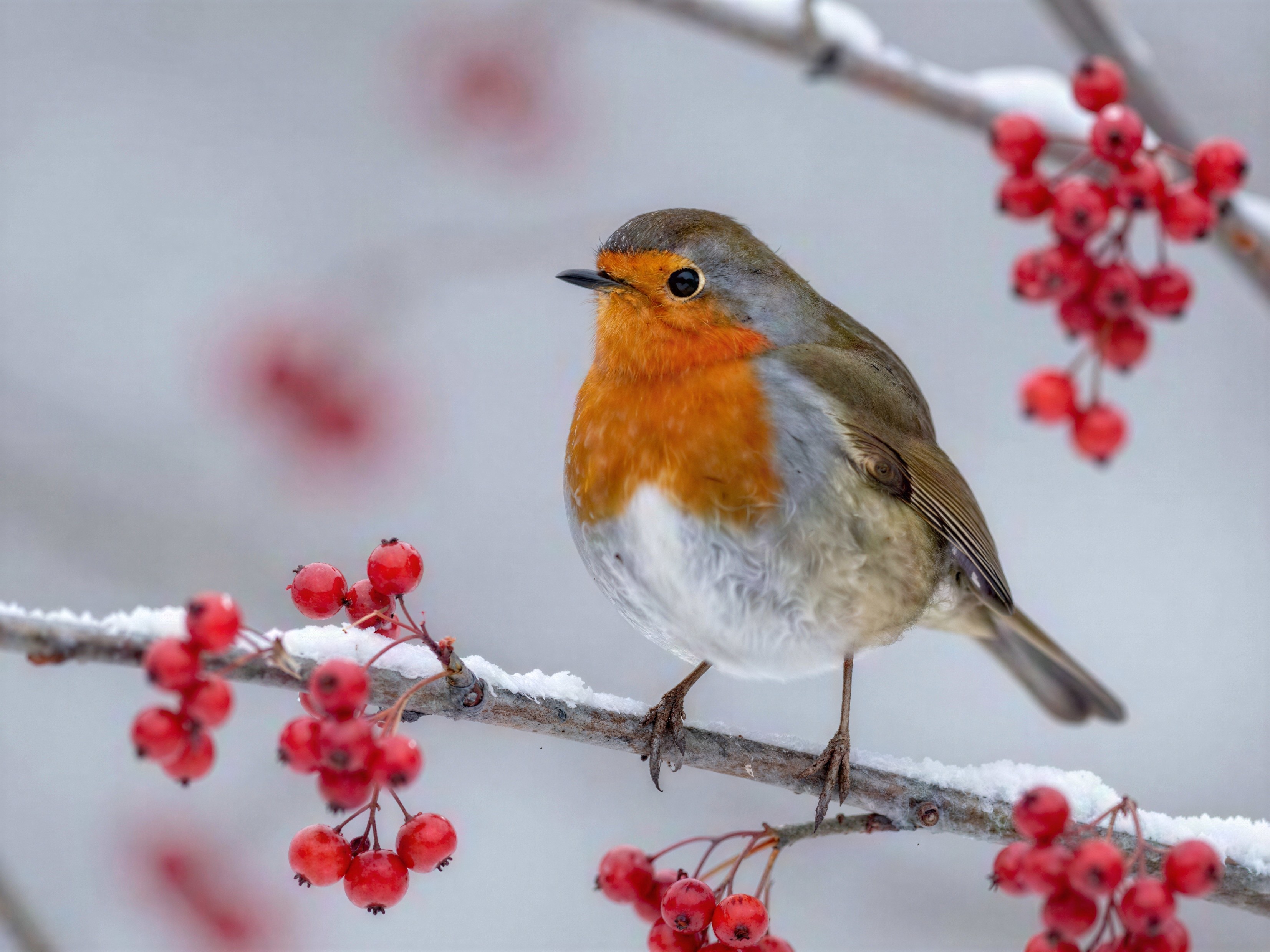 Fluffy Orange and Brown Robin on Snowy Branch with Berries