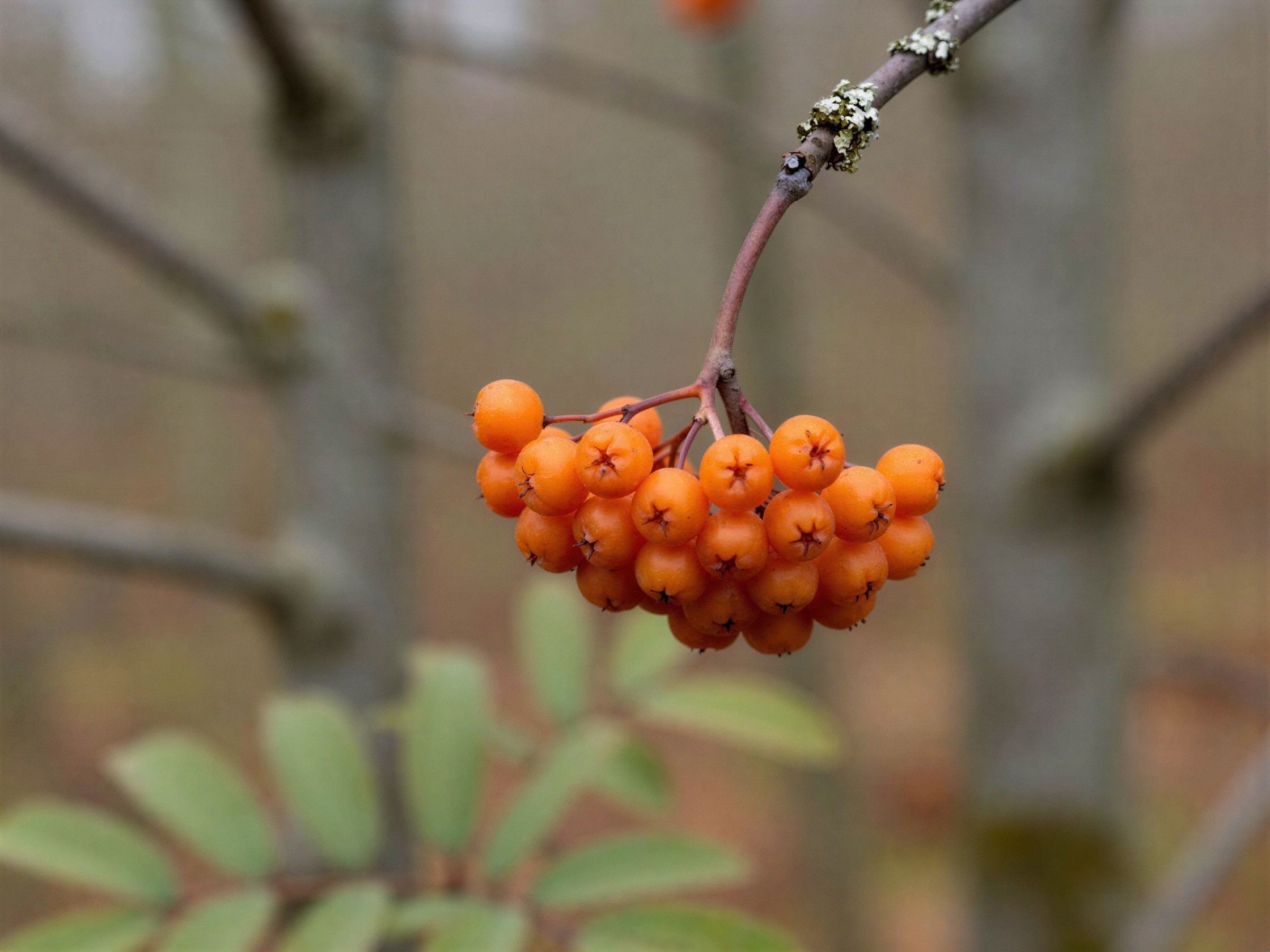 Medium Close-Up of Orange Rowan Berries on Branch