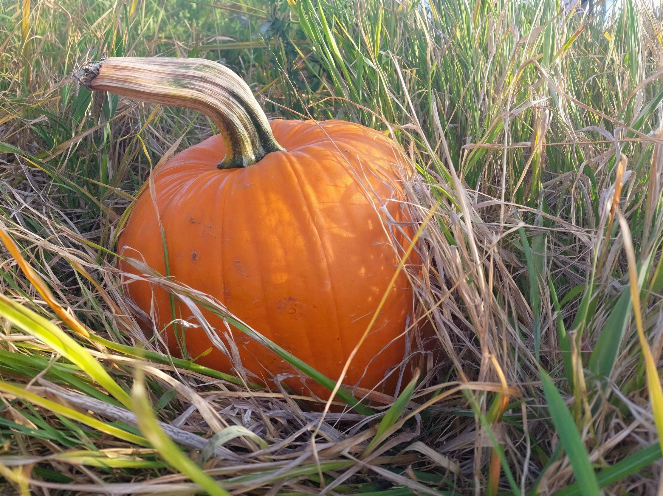 Orange pumpkin surrounded by tall green and brown grass