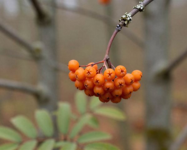 Medium Close-Up of Orange Rowan Berries on Branch