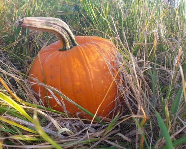 Orange pumpkin surrounded by tall green and brown grass