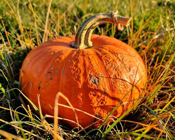 Vibrant Orange Pumpkin in Sunlit Grass Field