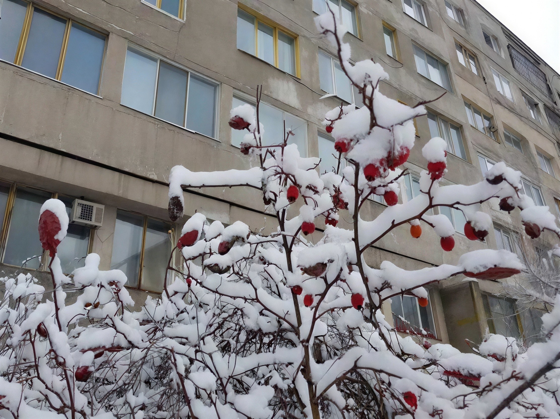 Snowy Rosehip Branches with Modern Apartment Background