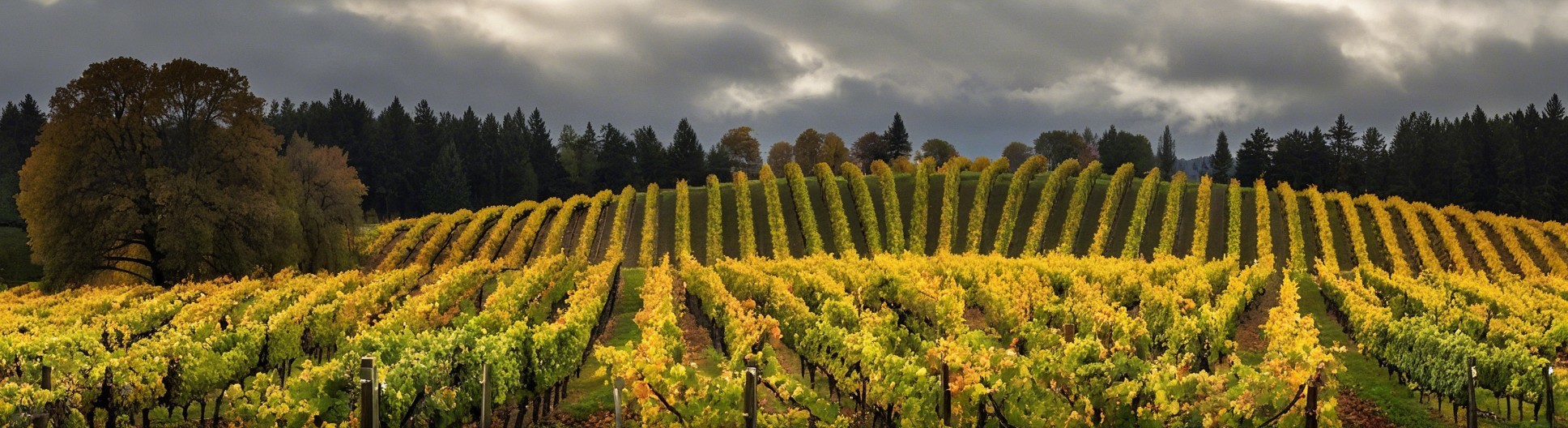 Panoramic Vineyard View with Autumn Foliage and Clouds
