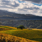 Rolling Vineyards with Farmhouses and Mountains