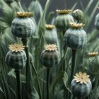 Lush Green Poppy Buds with Ladybugs in Natural Scene