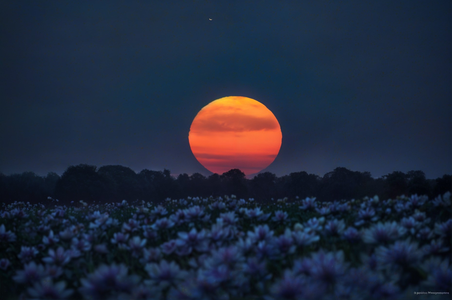 Vibrant Sunset Over Field of Blooming Flowers