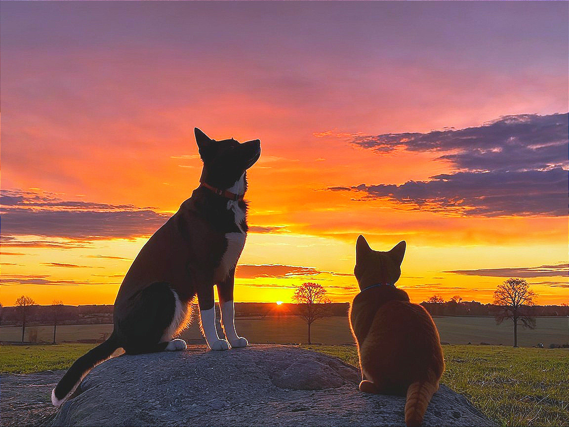 Dog and Cat Watching Sunset Over Green Field