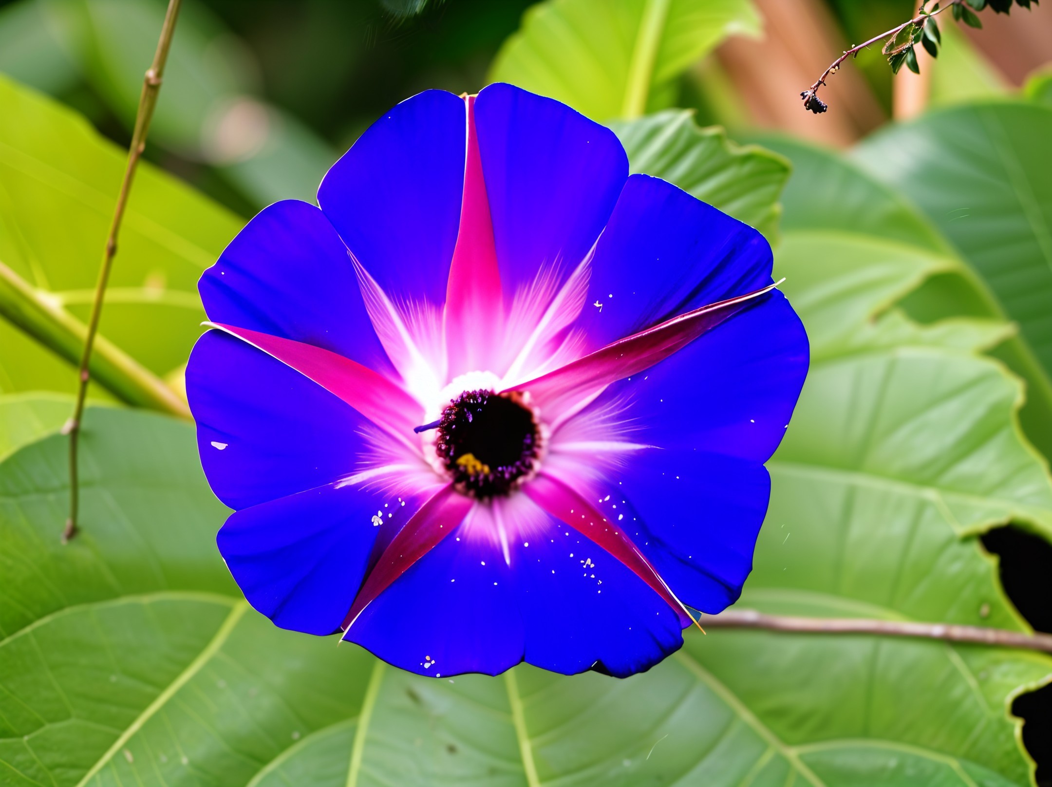 Vibrant Flower with Blue Petals and Pink Center