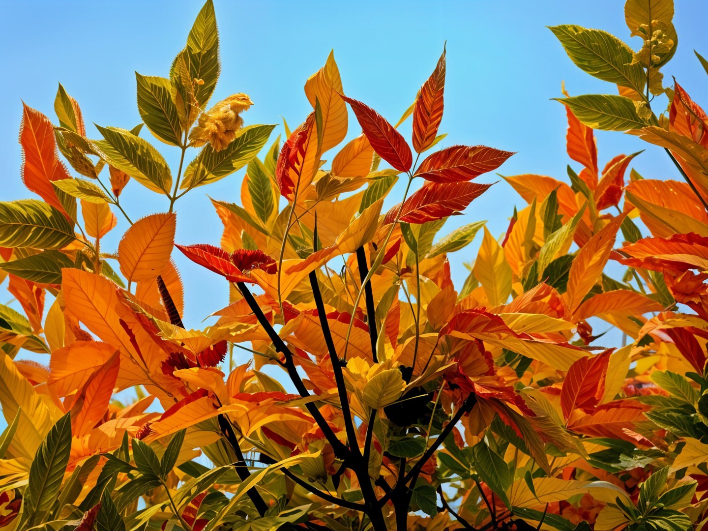 Autumn Foliage in Orange, Yellow, and Green Colors